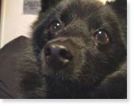 プサコキッチン元気な犬