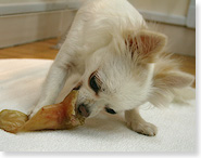 プサコキッチン食事中の犬