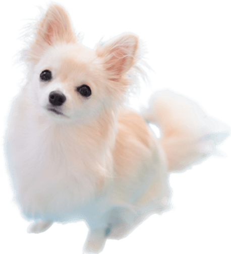 プサコキッチン犬の写真